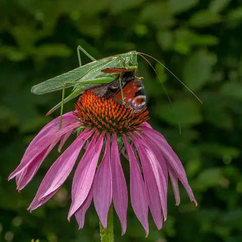 Kasvirág / Echinacea 'JS® Pretty Parasols'