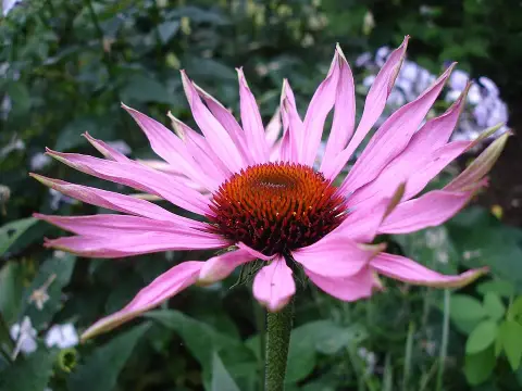 Kasvirág / Echinacea SUNSEEKERS® 'Blush'