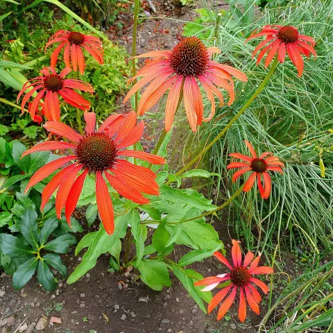 Kasvirág / Echinacea 'Tomato Soup'