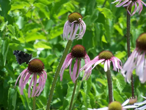 Halvány kasvirág / Echinacea pallida 'Hula Dancer'