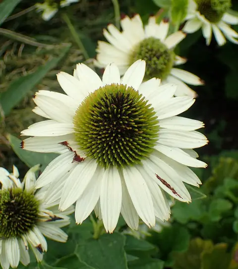 Bíbor kasvirág / Echinacea purpurea 'Virgin'