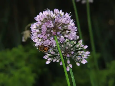 Hegyi hagyma / Allium senescens