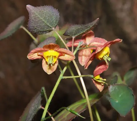 Kénsárga tündérvirág / Epimedium × versicolor 'Sulphureum'