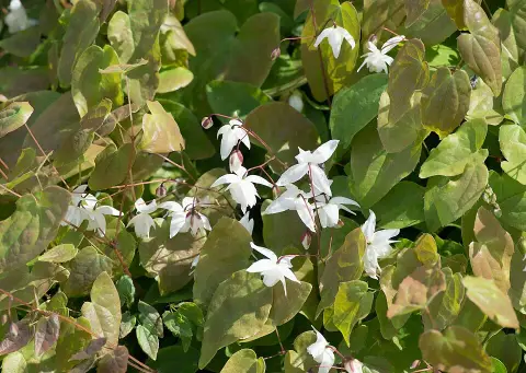 Fehér tündérvirág / Epimedium × youngianum 'Typ Zillmer'