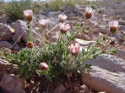 Küllőrojt / Erigeron 'Dominator'