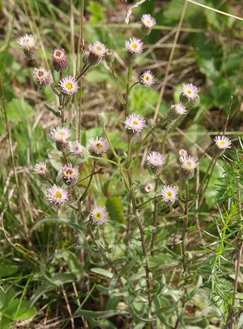 Sima küllőrojt / Erigeron glabratus subsp. occidentalis (syn. Aster pyrenaeus) 'Lutetia'