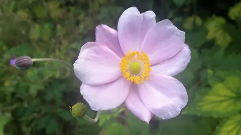 Szellőrózsa / Eriocapitella (syn. Anemone) tomentosa 'Septemberglanz'