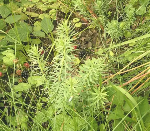 Pusztai kutyatej / Euphorbia seguieriana ssp. niciciana