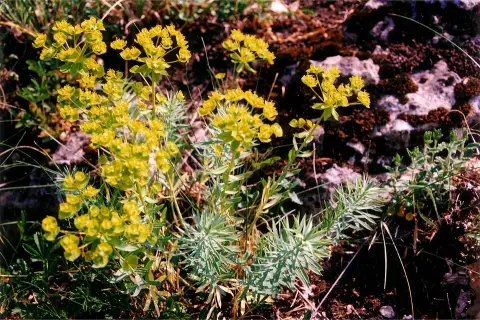 Pusztai kutyatej / Euphorbia seguieriana 'Sternenwolke'