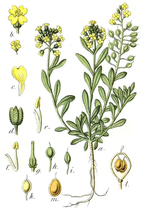 Hegyi ternye / Alyssum montanum 'Luna Yellow' 2.0