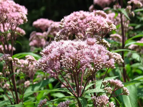 Sédkender / Eutrochium (syn. Eupatorium) maculatum 'Purple Bush'