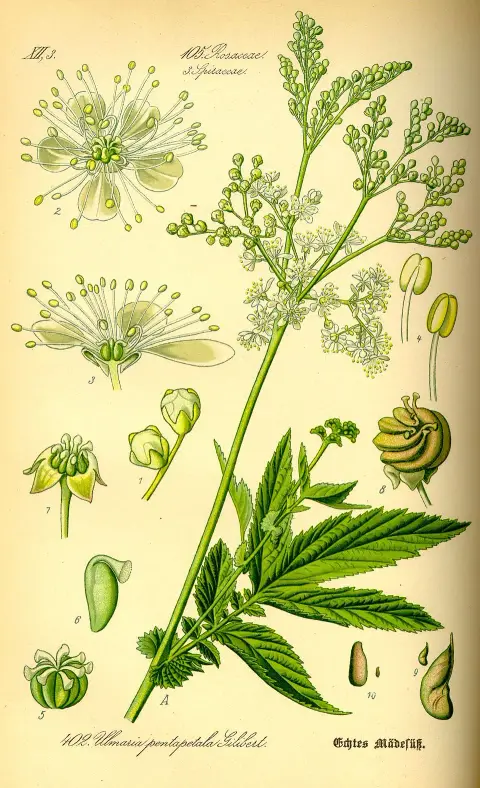 Legyezőfű / Filipendula digitata (syn. palmata) 'Rosa Schleier'