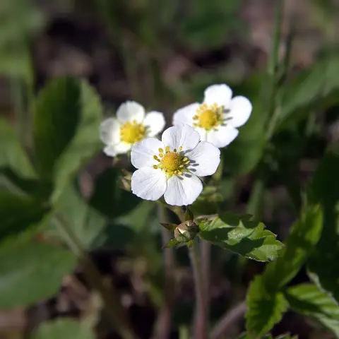 Erdei szamóca / Fragaria vesca