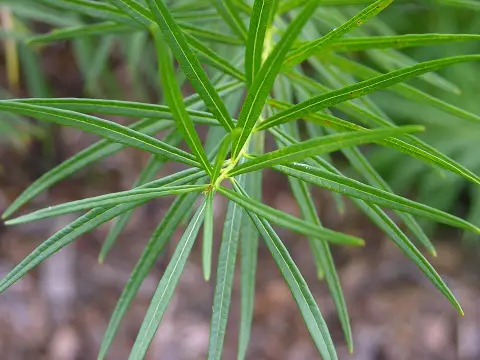 Csillagmeténg / Amsonia hubrichtii