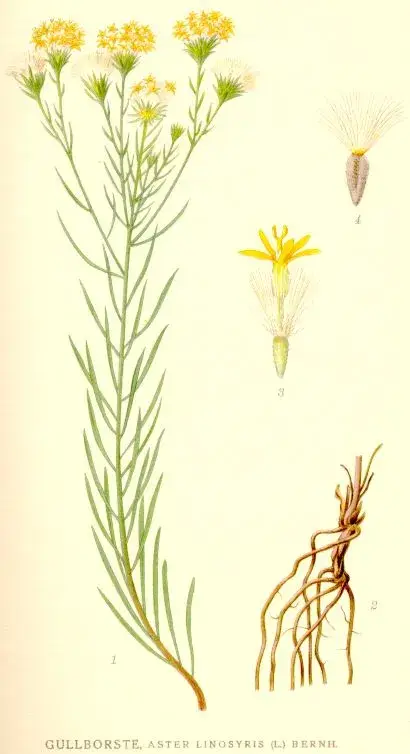 Aranyfürt / Galatella (syn. Aster) linosyris subsp. linosyris