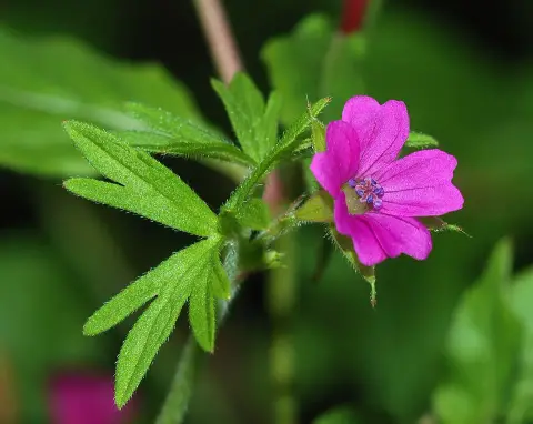 Gólyaorr / Geranium FRIVOLIUS 'Purple'