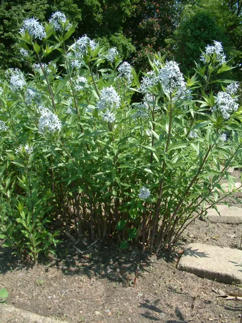 Széleslevelű csillagmeténg / Amsonia tabernaemontana 'Storm Cloud'