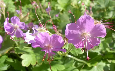 Angol gólyaorr / Geranium × cantabrigiense 'Cambridge'