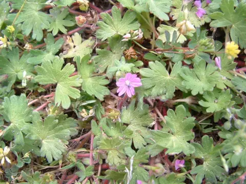 Gólyaorr / Geranium gracile 'Sirak'