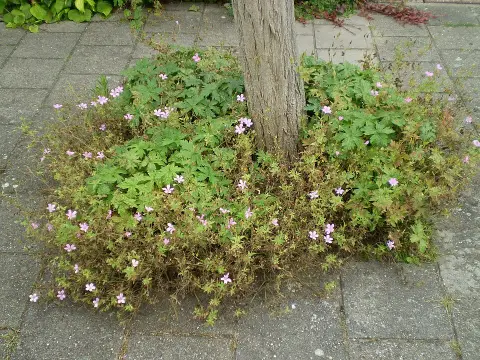 Illatos gólyaorr / Geranium macrorrhizum 'Spessart'