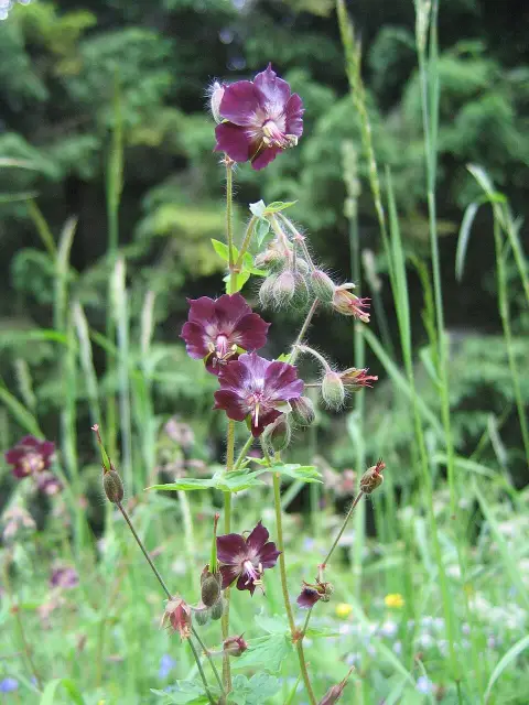 Fodros gólyaorr / Geranium phaeum 'Klepper'
