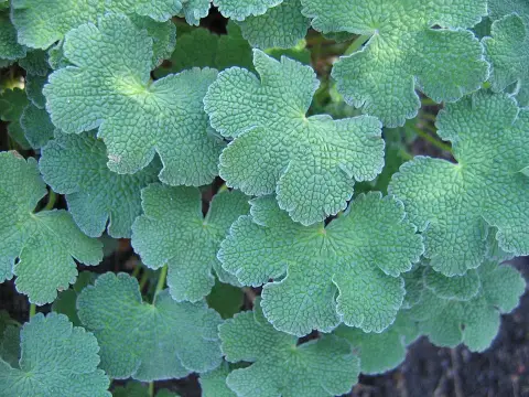 Ráncoslevelű gólyaorr / Geranium × renardii 'Philippe Vapelle'