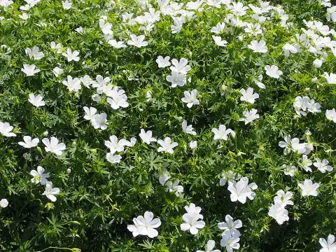 Piros gólyaorr / Geranium sanguineum 'Album'