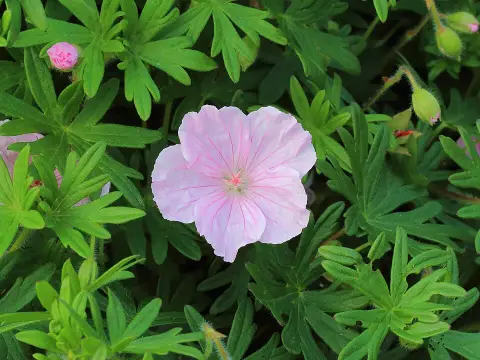 Piros gólyaorr / Geranium sanguineum 'Spinners'