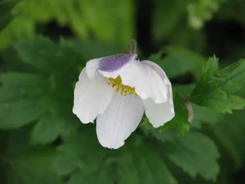 Szellőrózsa / Anemone 'Wild Swan'