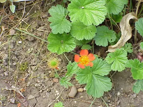 Gyömbérgyökér / Geum 'Firestarter'
