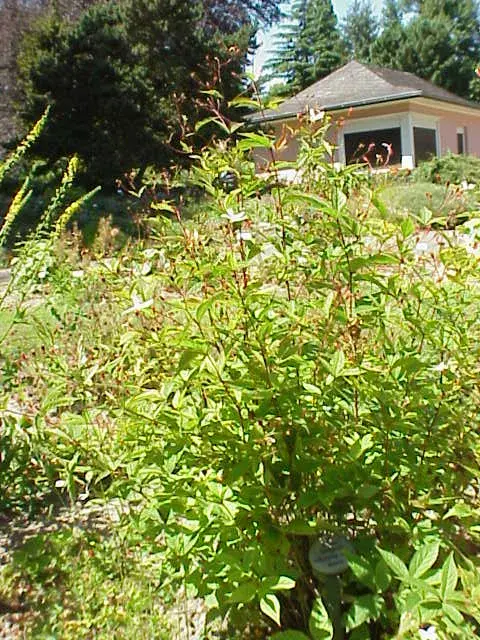 Hármaslevelű indiánlándzsa / Gillenia trifoliata