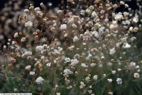 Boglyas fátyolvirág / Gypsophila paniculata 'Bristol Fairy'