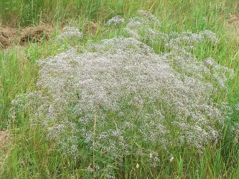 Buglyos fátyolvirág / Gypsophila paniculata FESTIVAL 'White Flare'