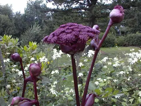Koreai angyalgyökér / Angelica gigas