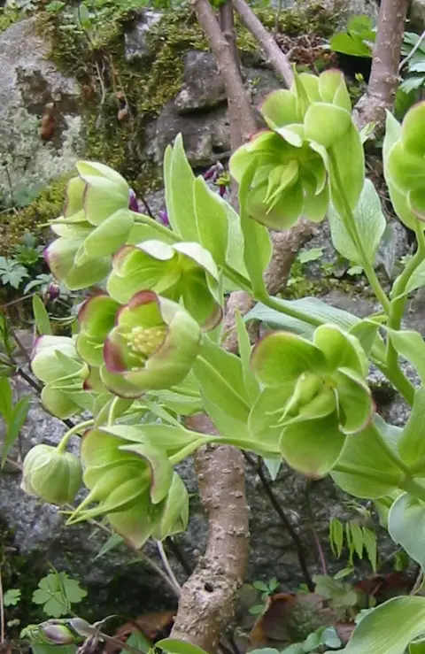 Hunyor / Helleborus foetidus 'Sienna'