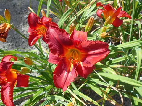 Sásliliom / Hemerocallis 'Amadeus'
