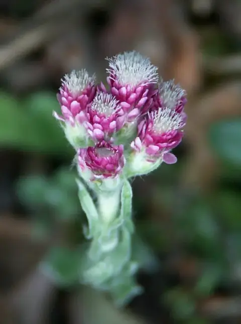 Parlagi macskatalp / Antennaria dioica 'Alex Duguid'