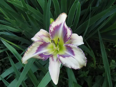 Sásliliom / Hemerocallis 'Destined to See'