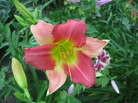 Sásliliom / Hemerocallis 'Final Touch'