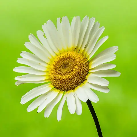Festő pipitér / Anthemis tinctoria 'Lemon Ice'