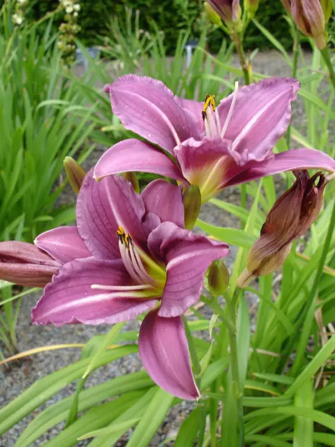 Sásliliom / Hemerocallis 'Little Bumble Bee'