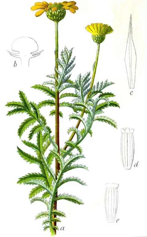 Festő pipitér / Anthemis tinctoria 'Susanne Mitchell'