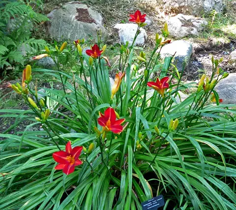 Sásliliom / Hemerocallis 'Lusty Lealand'