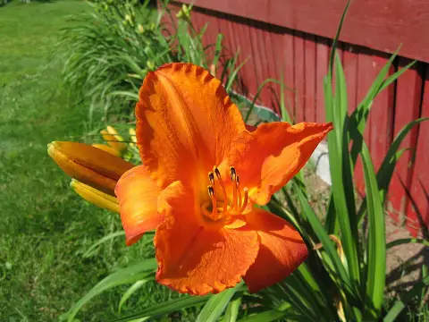 Sásliliom / Hemerocallis 'Mauna Loa'