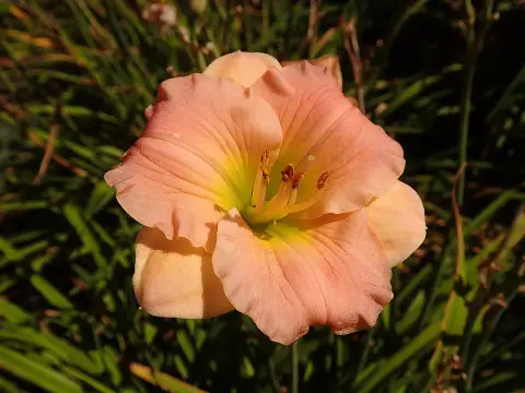 Sásliliom / Hemerocallis 'Pink Puff'