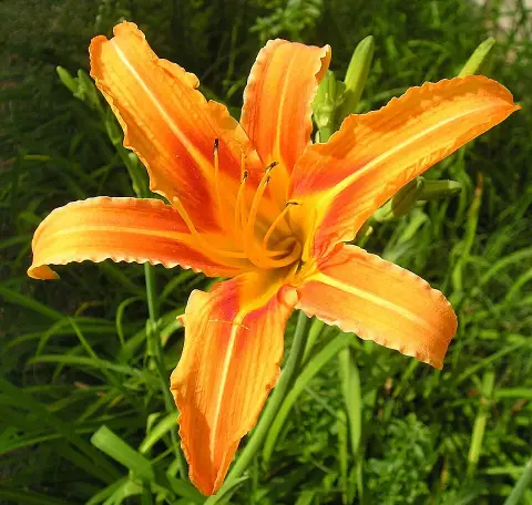 Sásliliom / Hemerocallis 'Puddin'