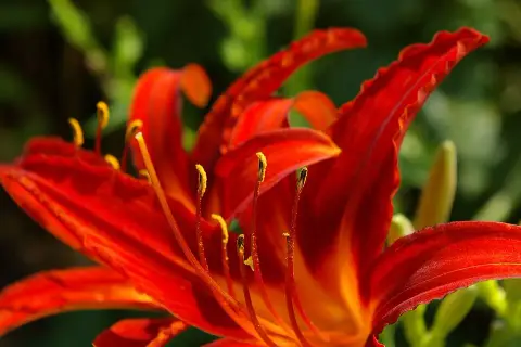 Sásliliom / Hemerocallis 'Sammy Russell'