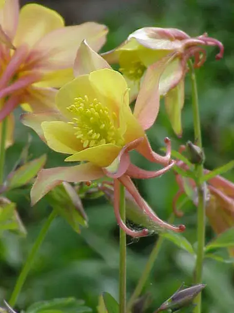 Kék harangláb / Aquilegia caerulea SPRING MAGIC® 'Navy & White'