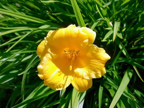 Sásliliom / Hemerocallis 'Stella de Oro'