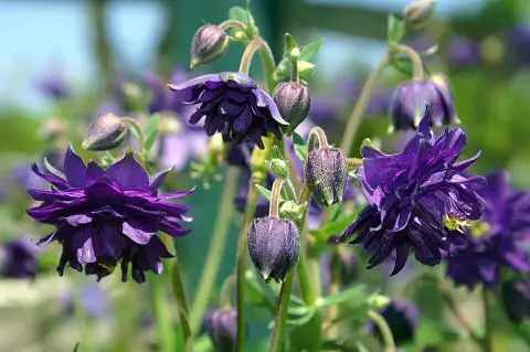 Réti harangláb / Aquilegia vulgaris 'Blue Barlow'